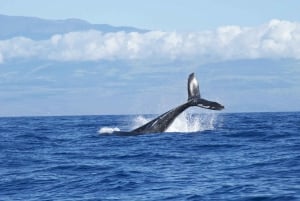 Maalaea : Observation des baleines en petit groupe (2 heures)