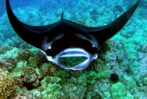 Manta Ray Snorkel in Kailua-Kona with Hot Cocoa