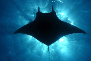 Manta Ray Snorkel in Kailua-Kona with Hot Cocoa