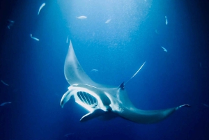 Manta Ray Snorkel in Kailua-Kona with Hot Cocoa