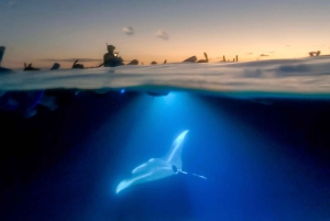 Manta Ray Snorkel in Kailua-Kona with Hot Cocoa