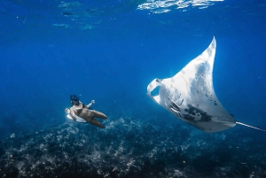 Manta Ray Snorkel in Kailua-Kona with Hot Cocoa