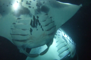 Manta Ray Snorkel in Kailua-Kona with Hot Cocoa