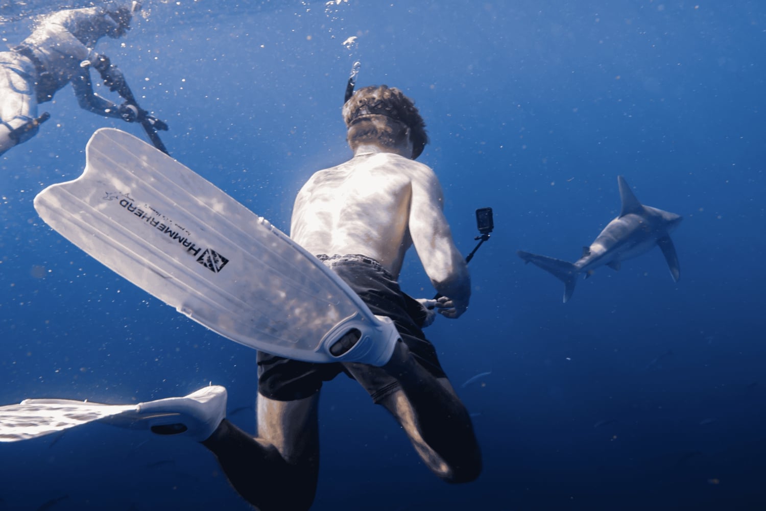 Marine Wildlife Snorkel Tour: SeaTiger Shipwreck & Sharks