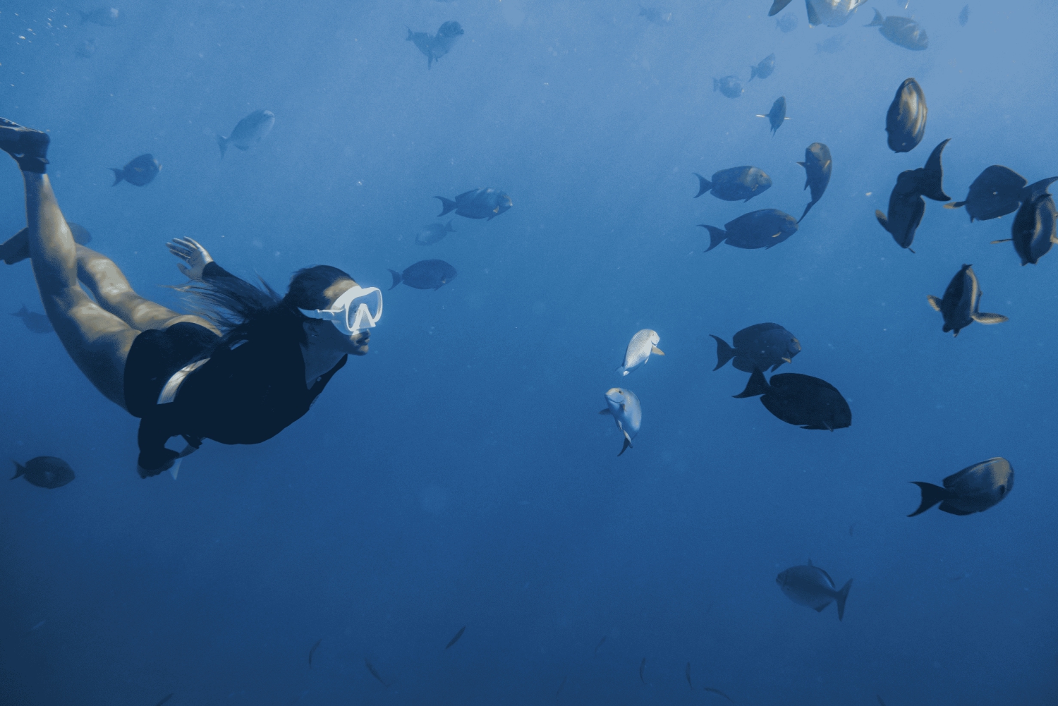 Marine Wildlife Snorkel Tour: SeaTiger Shipwreck & Sharks