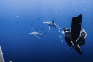 Esnórquel con fauna marina: el barco hundido SeaTiger y tiburones
