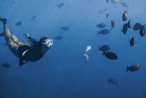 Esnórquel con fauna marina: el barco hundido SeaTiger y tiburones