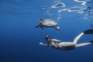 Esnórquel con fauna marina: el barco hundido SeaTiger y tiburones