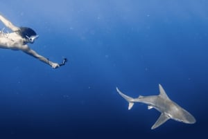 Esnórquel con fauna marina: el barco hundido SeaTiger y tiburones