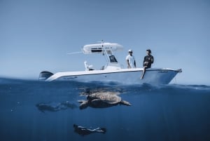 Marine Wildlife Snorkel Tour: SeaTiger Shipwreck & Sharks