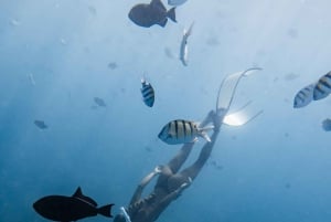 Marine Wildlife Snorkel Tour: SeaTiger Shipwreck & Sharks