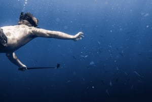 Marine Wildlife Snorkel Tour: SeaTiger Shipwreck & Sharks