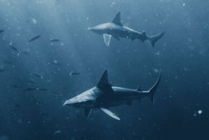 Marine Wildlife Snorkel Tour: SeaTiger Shipwreck & Sharks