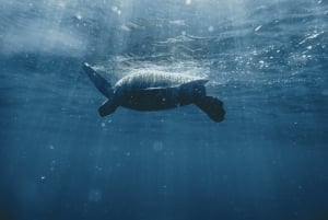 Marine Wildlife Snorkel Tour: SeaTiger Shipwreck & Sharks