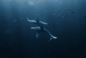 Marine Wildlife Snorkel Tour: SeaTiger Shipwreck & Sharks