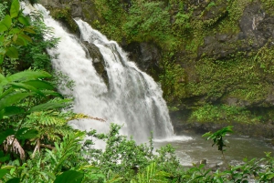 Kahului: Guided Rainforest and Waterfall Walk