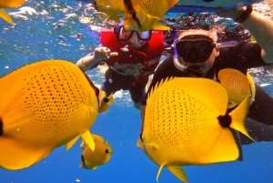 South Maui: PM Snorkel to Coral Gardens or Molokini Crater