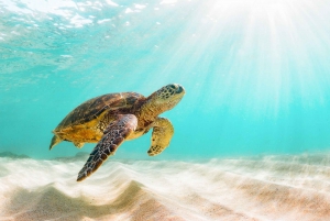 South Maui: PM Snorkel to Coral Gardens or Molokini Crater