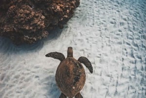 Maui: Alii Kai Schildkröten & Tacos Schnorchelsegel