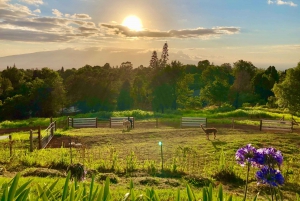 Maui: Alpaca Farm Visit with Hands-On Activities