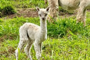 Maui: Alpaca Farm Visit with Hands-On Activities