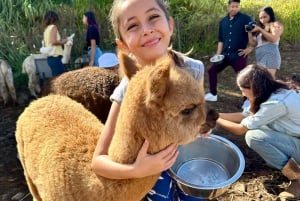 Maui: Alpaca Farm Visit with Hands-On Activities