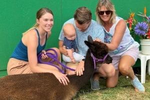 Maui: Alpaca Farm Visit with Hands-On Activities