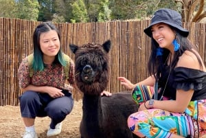 Maui: Alpaca Farm Visit with Hands-On Activities