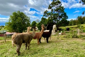 Maui: Alpaca Farm Visit with Hands-On Activities