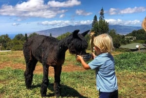 Maui: Alpaca Farm Visit with Hands-On Activities