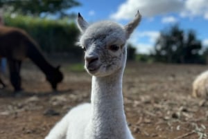 Maui: Alpaca Farm Visit with Hands-On Activities