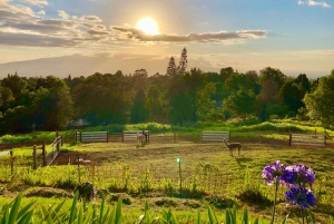 Maui: Alpaca Farm Visit with Hands-On Activities