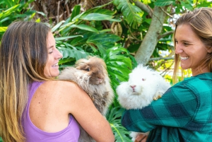 Maui: Alpaca Farm Visit with Hands-On Activities