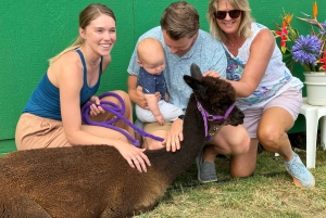 Maui: Alpaca Farm Visit with Hands-On Activities