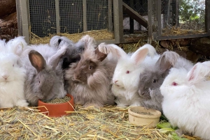 Maui: Alpaca Farm Visit with Hands-On Activities