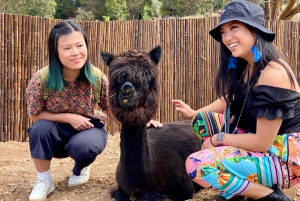 Maui: Alpaca Farm Visit with Hands-On Activities