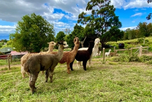 Maui: Alpaca Farm Visit with Hands-On Activities