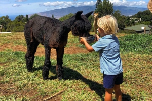 Maui: Alpaca Farm Visit with Hands-On Activities