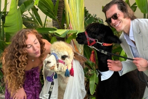 Maui: Alpaca Farm Visit with Hands-On Activities