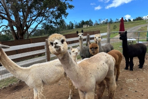 Maui: Alpaca Farm Visit with Hands-On Activities