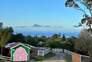 Maui: Alpaca Farm Visit with Hands-On Activities