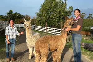 Maui: Alpaca Farm Visit with Hands-On Activities