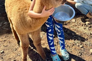 Maui: Alpaca Farm Visit with Hands-On Activities