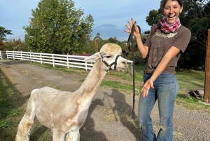Maui: Alpaca Farm Visit with Hands-On Activities