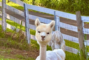 Maui: Alpaca Farm Visit with Hands-On Activities