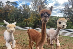 Maui: Alpaca Farm Visit with Hands-On Activities