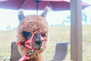 Maui: Alpaca Farm Visit with Hands-On Activities