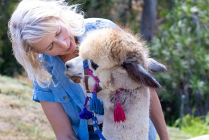 Maui: Alpaca Farm Visit with Hands-On Activities
