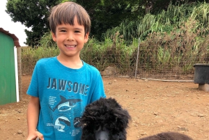 Maui: Alpaca Farm Visit with Hands-On Activities