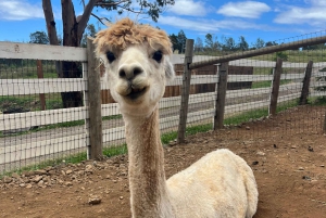 Maui: Alpaca Farm Visit with Hands-On Activities